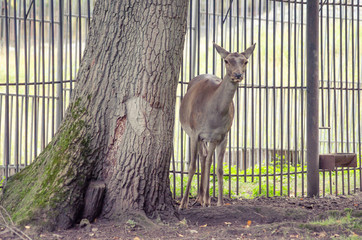 Front portrait of a curious wild European red deer female ( Cervus Elaphus) through a wire fence.
