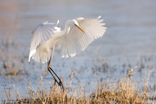 Great white egret landing