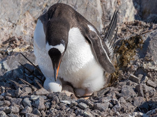 Fototapeta premium Penguins spend most of their time in the ocean, but their nesting colonies (rookeries) are located far away uphill on rocky terrain.