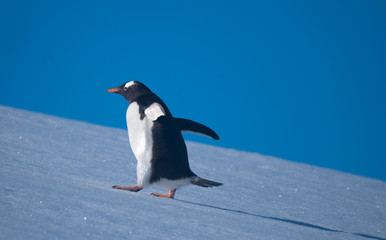 A gentoo penguin climbing snowy hills back to the rookery in Neko Harbor, a spectacular inlet of the Antarctic Peninsula