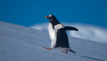 A gentoo penguin climbing snowy hills back to the rookery in Neko Harbor, a spectacular inlet of the Antarctic Peninsula