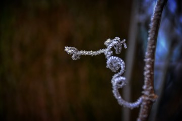 branch of tree in winter