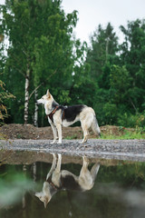 Obraz premium Obedient dog on lake shore at cloudy day