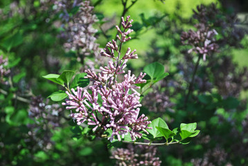 The purple lilac flowers close up detail, soft blurry  background