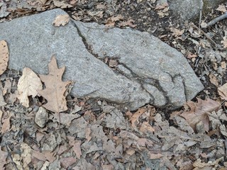 Trail rock covered partially by leaves