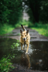 Dog running on wet alley in cloudy day