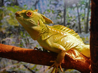 Сommon basilisk (Basiliscus basiliscus). Lizard with green skin with white spots on wooden snag.