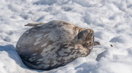 A Weddell seal relaxing on the snow on a sunny day in Neko Harbor, a beautiful inlet of the Antarctic Peninsula.