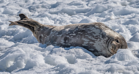 A Weddell seal relaxing on the snow on a sunny day in Neko Harbor, a beautiful inlet of the Antarctic Peninsula.