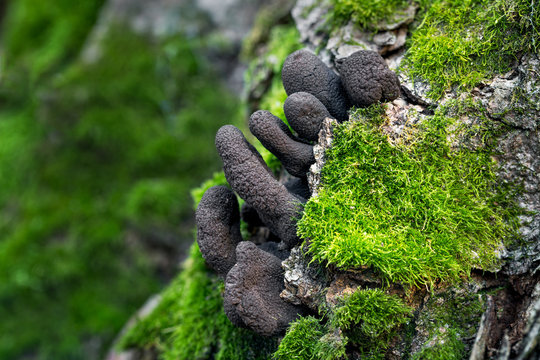 Xylaria
