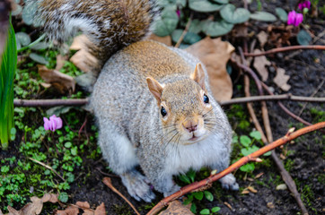 Close up view of a grey squirrel in a park.