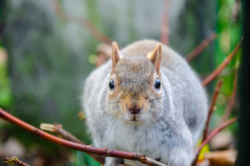 Close up view of a grey squirrel in a park.