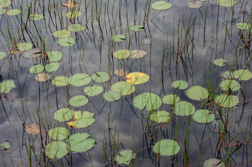 water lilies in the pond