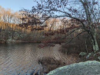tree with leaves in front of pond