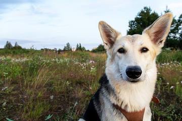 Obedient dog resting in meadow in nature