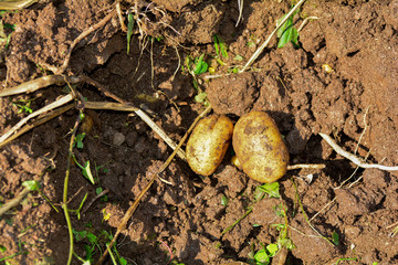 Two freshly picked potatoes, something else in the ground