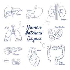 Doodle set of human internal Organs – Liver, Stomach, Kidneys, Lungs, Small-Intestine, Pancreas, Thyroid, Heart, Large-Intestine, hand-drawn. Vector sketch illustration isolated over white background.
