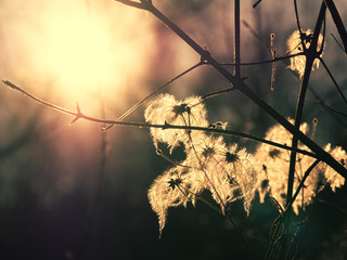 A plant with fluffy seeds against sun and sky during the dawn, meditative summer zen background.