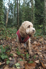 Cute dog on a walk 