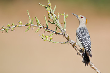 Golden-fronted Woodpecker (Melanerpes aurifrons) on branch in South Texas, USA
