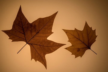 Naklejka na ściany i meble Brighten maple leaves in detail