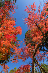 Japan autumn season maple tree fall foliage colour background texture.