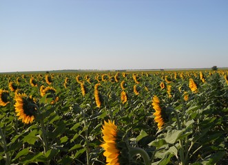 Boundless field of sunflowers. Blooming sunflowers in summer.