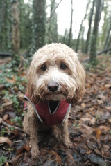 Cute dog looking at the camera