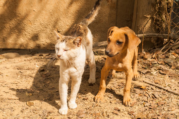 Little stray dog and street cat playing on ground