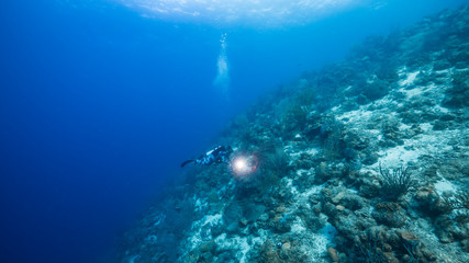 Seascape in turquoise water of coral reef in Caribbean Sea / Curacao with diver, coral and sponge