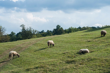 Obraz premium Flock of sheep grazing in green grass summer mountain meadow