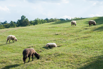Obraz premium Flock of sheep grazing in green grass summer mountain meadow