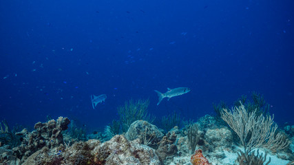 Fototapeta na wymiar Seascape in turquoise water of coral reef in Caribbean Sea / Curacao with Barracuda, coral and sponge