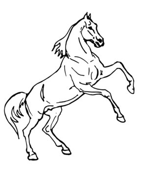 horse, outline drawing, sketch, isolated monochrome image on white background