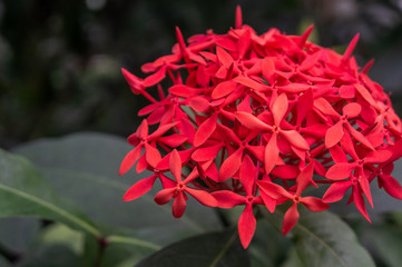 Macro shot of Chinese Jasmine 