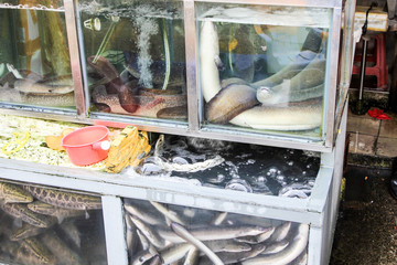 Chinese typical fish and living animals market