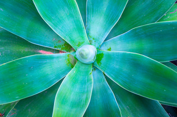 Abstract background of large aqua green and blue large succulent plant with selective focus on leaves and blurred core. Tropical flower with water and tranquil theme shot in daylight