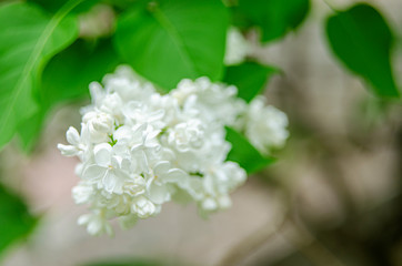 Lilac blossom flowers spring view. Spring lilac flowers. Lilac blooms. A beautiful bunch of lilac