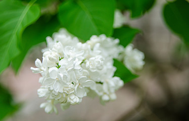 Lilac blossom flowers spring view. Spring lilac flowers. Lilac blooms. A beautiful bunch of lilac