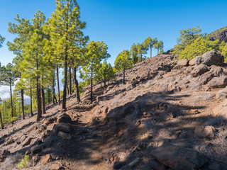 Volcanic landscape and lush green pine tree forest at hiking trail to Pico Bejenado mountain at national park Caldera de Taburiente, volcanic crater in La Palma, Canary Islands, Spain
