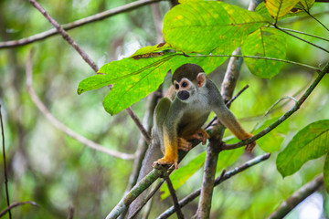 Capuchin monkey on the branches of a tree