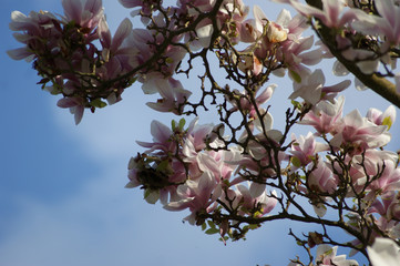 background, magnolias flowers on the blue sky background