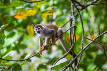 Capuchin monkey on the branches of a tree