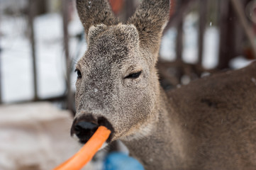 Roe deer portrait on white snow background © Kiryakova Anna
