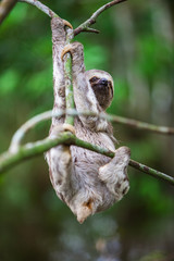Sloth hanging on the branches of a tree