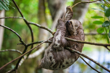 Sloth hanging on the branches of a tree