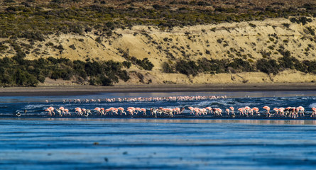 Flamingos in the tidal line, Peninsula Valdes, Patagonia, Argentina