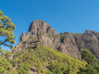 Fototapeta na wymiar Volcanic landscape and lush pine tree forest, pinus canariensis view from Mirador de la Cumbrecita viewpoint at national park Caldera de Taburiente, volcanic crater in La Palma, Canary Islands, Spain