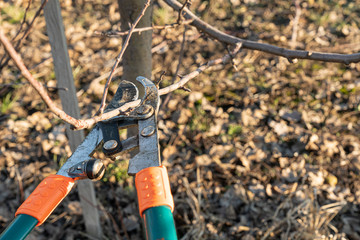 Close up picture garden shears, cutting off old branches in the garden on springtime outdoor, sunny day
