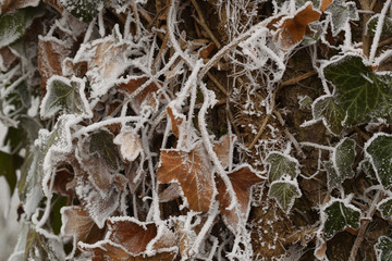 Frozen ivy